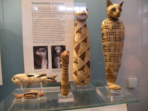  momies d'animaux domestiques, British Museum
